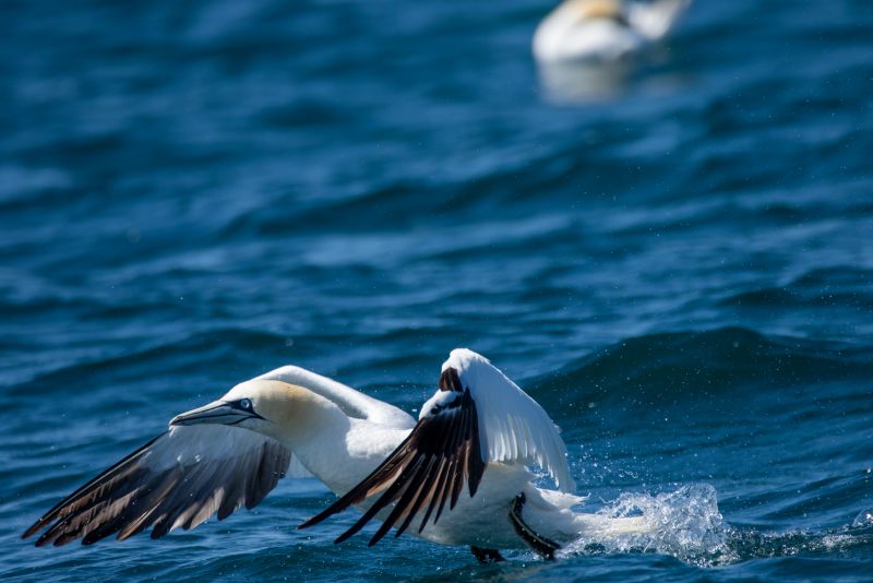 Fou de Bassan s&rsquo;envolant